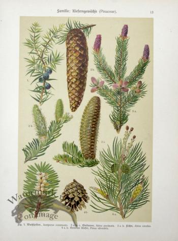 Botanical Atlas 1911 05